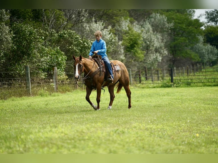 American Quarter Horse Wallach 16 Jahre 152 cm Rotfuchs in Corsica