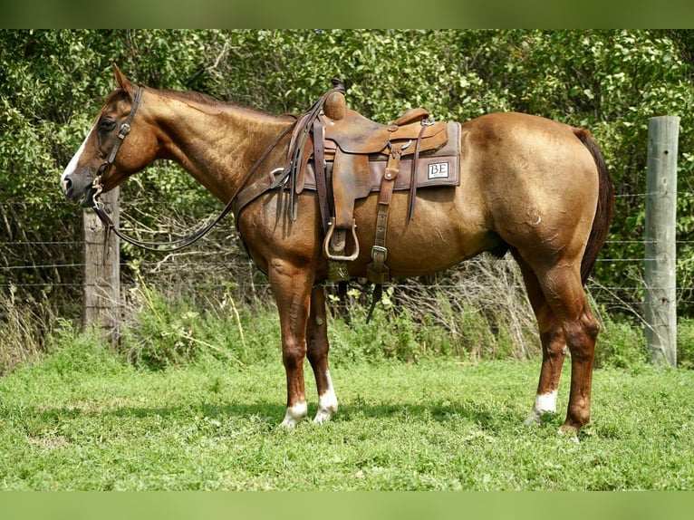 American Quarter Horse Wallach 16 Jahre 152 cm Rotfuchs in Corsica
