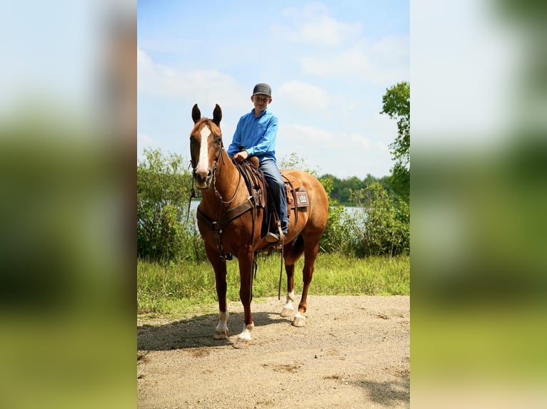 American Quarter Horse Wallach 16 Jahre 152 cm Rotfuchs in Corsica