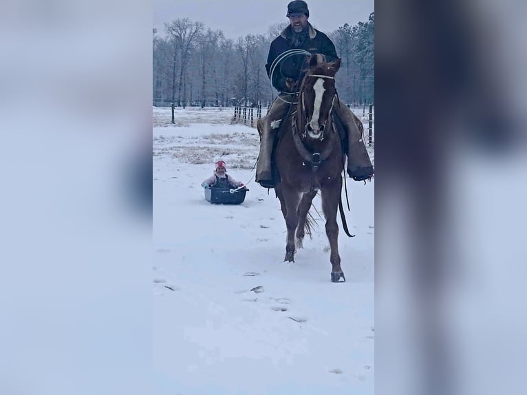 American Quarter Horse Wallach 16 Jahre 152 cm Rotfuchs in Sheridan