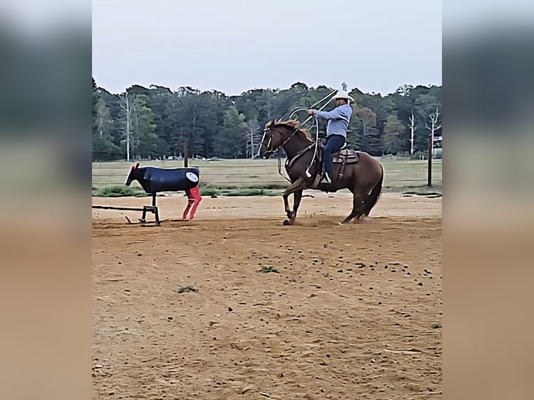 American Quarter Horse Wallach 16 Jahre 152 cm Rotfuchs in Sheridan