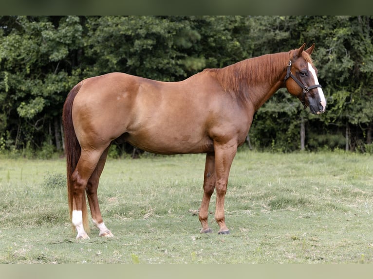 American Quarter Horse Wallach 16 Jahre 152 cm Rotfuchs in Sheridan