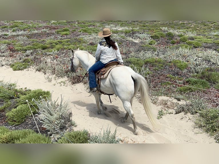 American Quarter Horse Wallach 16 Jahre 152 cm Schimmel in Paso Robles CA