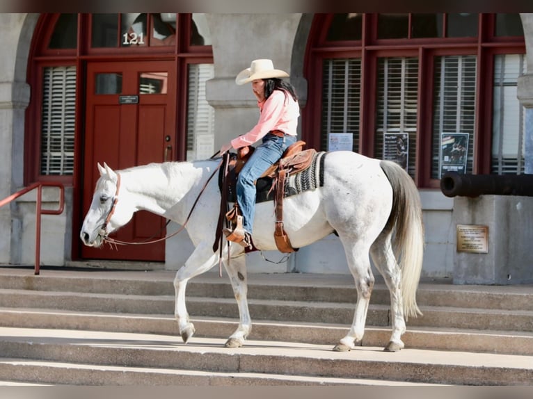 American Quarter Horse Wallach 16 Jahre 152 cm Schimmel in Weatherford TX