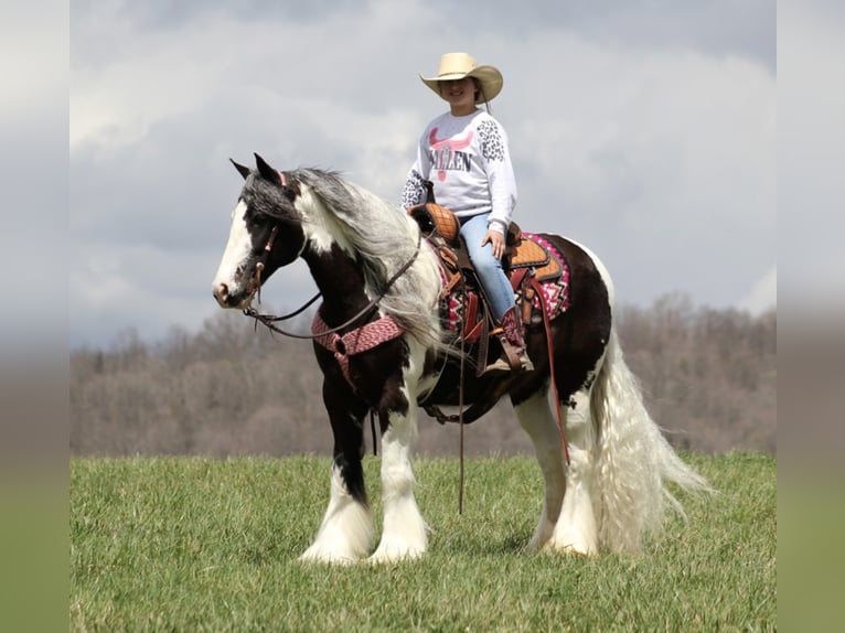 American Quarter Horse Wallach 16 Jahre 152 cm Tobiano-alle-Farben in Brodhead, KY