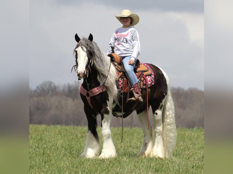 American Quarter Horse Wallach 16 Jahre 152 cm Tobiano-alle-Farben in Brodhead, KY