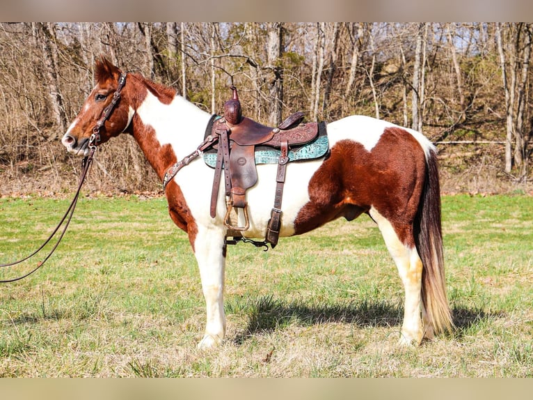 American Quarter Horse Wallach 16 Jahre 152 cm Tobiano-alle-Farben in Hillsboro KY