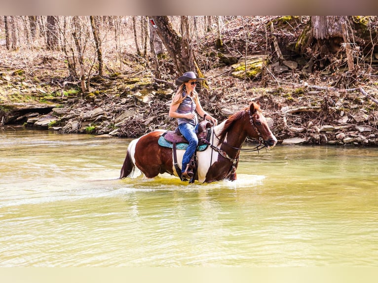 American Quarter Horse Wallach 16 Jahre 152 cm Tobiano-alle-Farben in Hillsboro KY