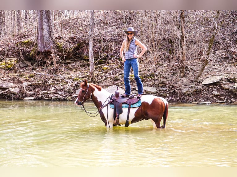 American Quarter Horse Wallach 16 Jahre 152 cm Tobiano-alle-Farben in Hillsboro KY