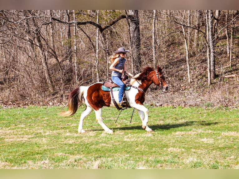 American Quarter Horse Wallach 16 Jahre 152 cm Tobiano-alle-Farben in Hillsboro KY