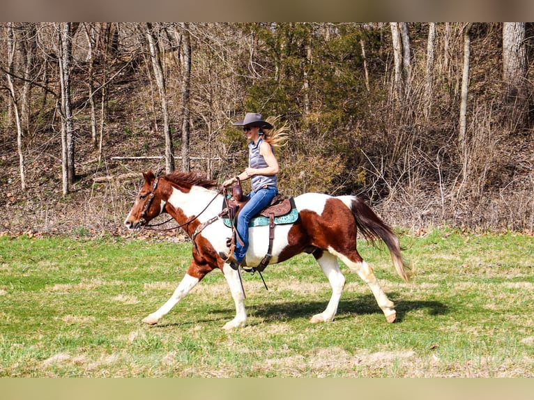 American Quarter Horse Wallach 16 Jahre 152 cm Tobiano-alle-Farben in Hillsboro KY