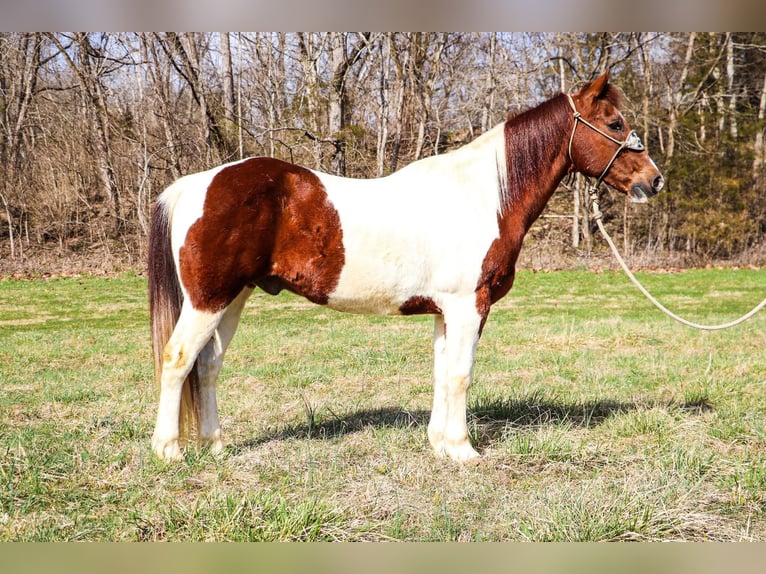 American Quarter Horse Wallach 16 Jahre 152 cm Tobiano-alle-Farben in Hillsboro KY