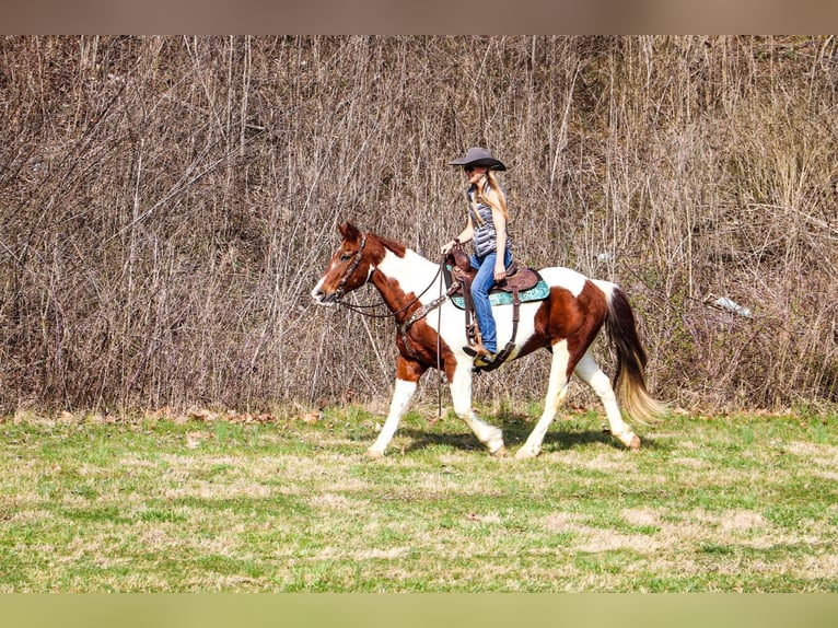 American Quarter Horse Wallach 16 Jahre 152 cm Tobiano-alle-Farben in Hillsboro KY