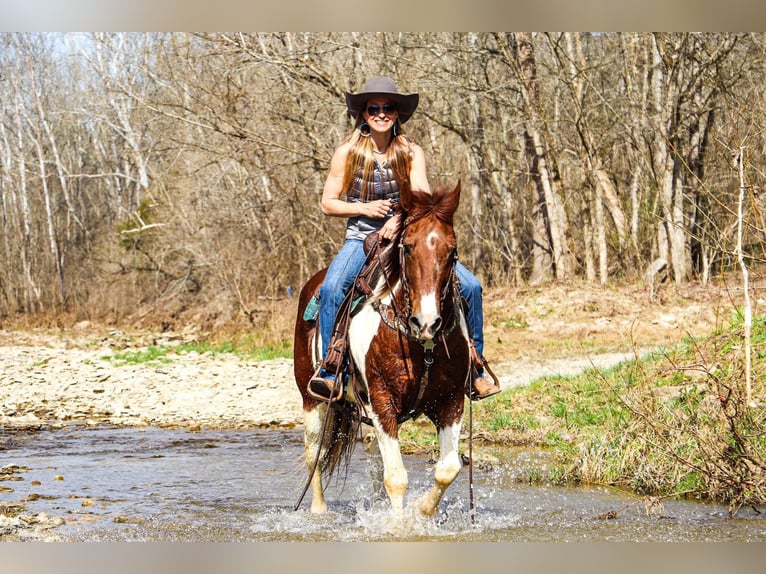 American Quarter Horse Wallach 16 Jahre 152 cm Tobiano-alle-Farben in Hillsboro KY