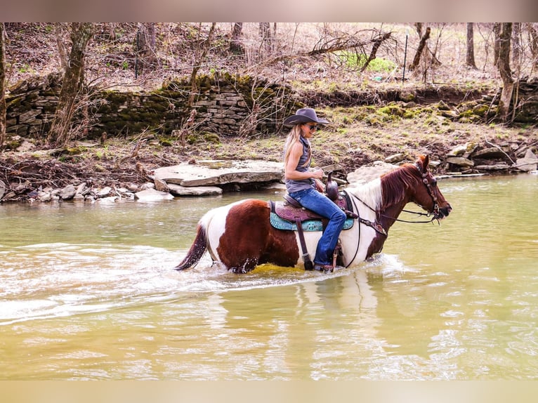 American Quarter Horse Wallach 16 Jahre 152 cm Tobiano-alle-Farben in Hillsboro KY