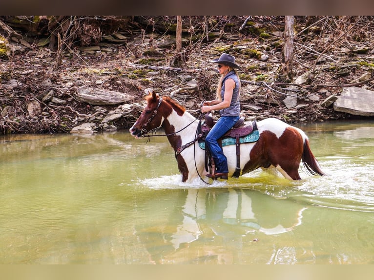 American Quarter Horse Wallach 16 Jahre 152 cm Tobiano-alle-Farben in Hillsboro KY