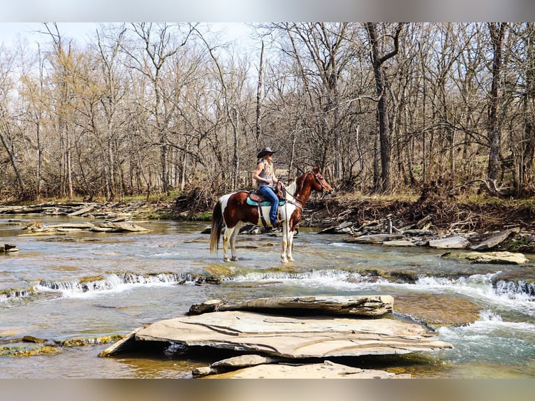 American Quarter Horse Wallach 16 Jahre 152 cm Tobiano-alle-Farben in Hillsboro KY