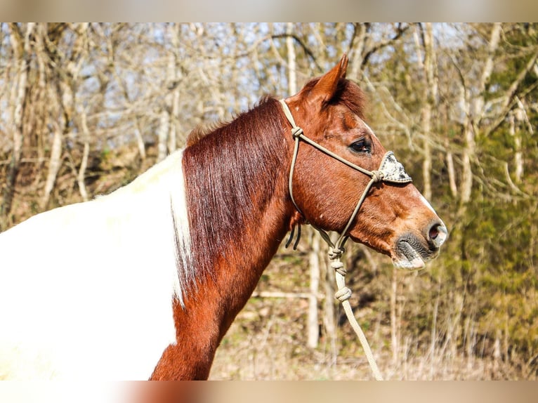 American Quarter Horse Wallach 16 Jahre 152 cm Tobiano-alle-Farben in Hillsboro KY