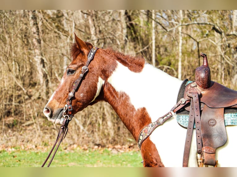 American Quarter Horse Wallach 16 Jahre 152 cm Tobiano-alle-Farben in Hillsboro KY