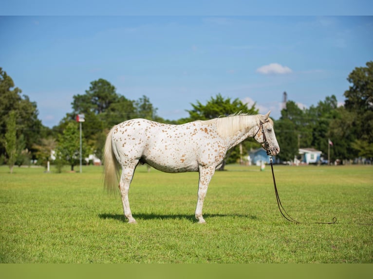 American Quarter Horse Wallach 16 Jahre 152 cm White in Fayetteville NC
