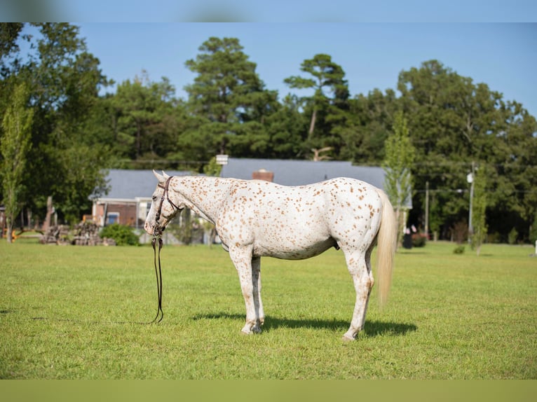 American Quarter Horse Wallach 16 Jahre 152 cm White in Fayetteville NC