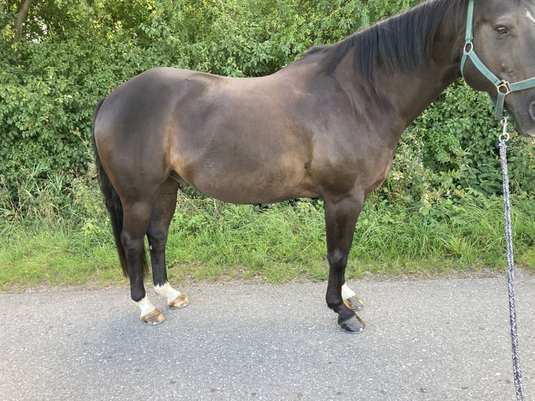 American Quarter Horse Mix Wallach 16 Jahre 153 cm Rappe in Pürgen