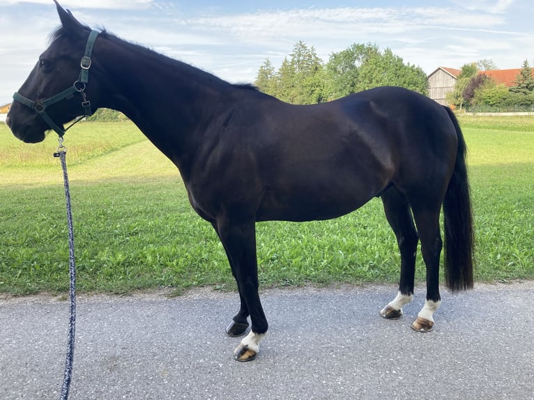 American Quarter Horse Mix Wallach 16 Jahre 153 cm Rappe in Pürgen