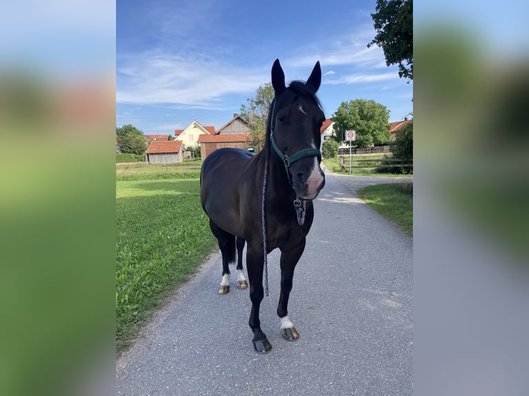 American Quarter Horse Mix Wallach 16 Jahre 153 cm Rappe in Pürgen