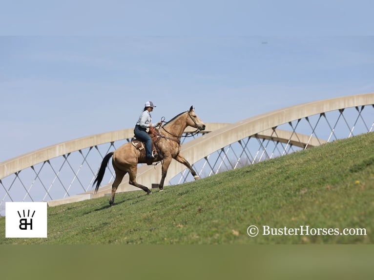 American Quarter Horse Wallach 16 Jahre 155 cm Buckskin in Wetherford TX