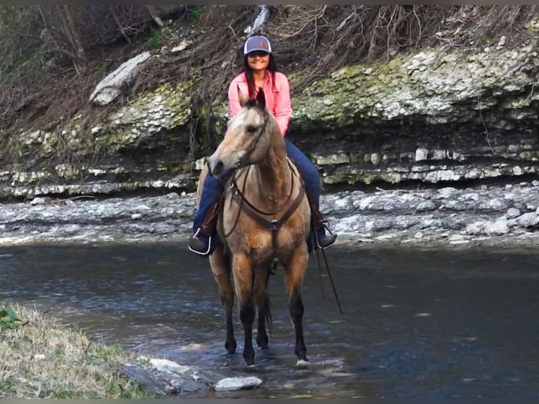 American Quarter Horse Wallach 16 Jahre 155 cm Buckskin in Wetherford TX