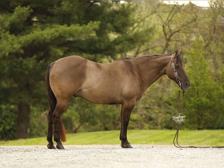 American Quarter Horse Wallach 16 Jahre 155 cm Grullo in Millersburg