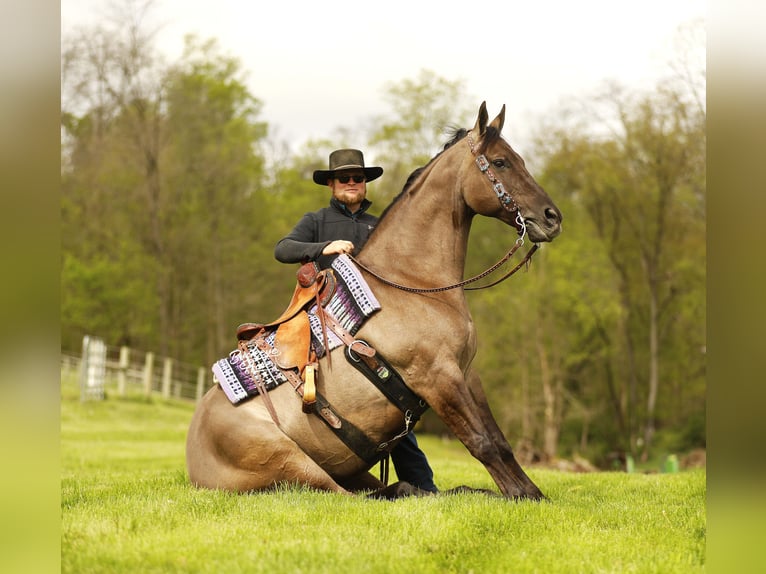 American Quarter Horse Wallach 16 Jahre 155 cm Grullo in Millersburg