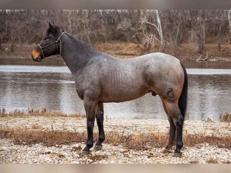 American Quarter Horse Wallach 16 Jahre 155 cm Roan-Bay in Middletown OH