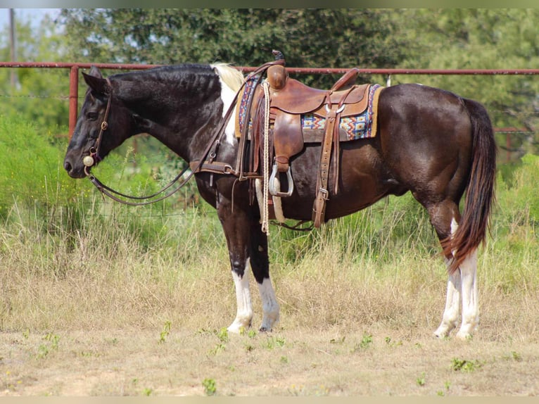 American Quarter Horse Wallach 16 Jahre 155 cm Tobiano-alle-Farben in Stephenville TX
