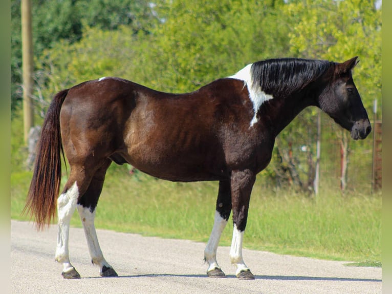American Quarter Horse Wallach 16 Jahre 155 cm Tobiano-alle-Farben in Stephenville TX