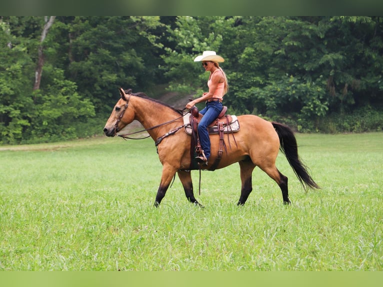 American Quarter Horse Wallach 16 Jahre 157 cm Buckskin in Hillsboro KY