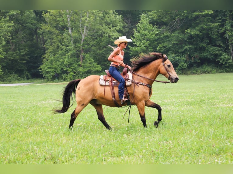 American Quarter Horse Wallach 16 Jahre 157 cm Buckskin in Hillsboro KY