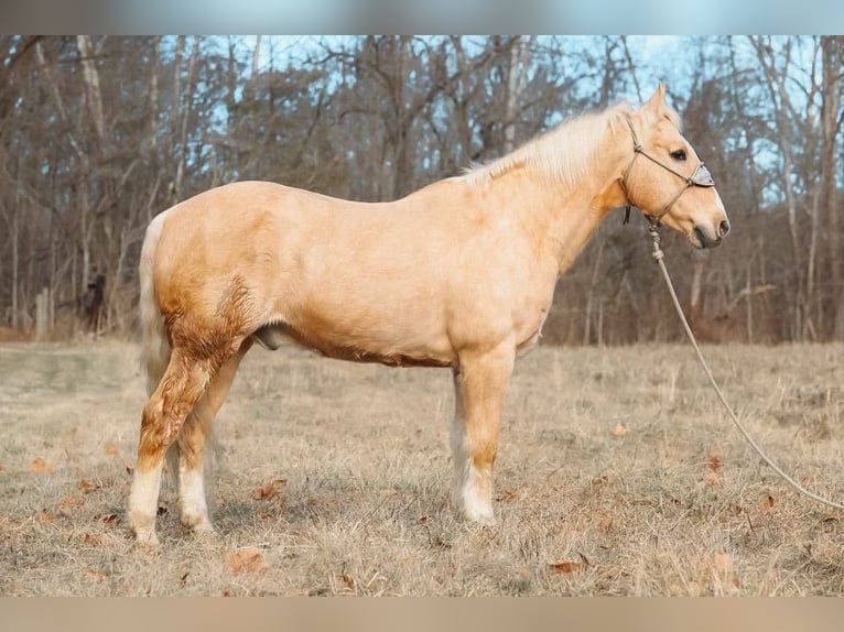 American Quarter Horse Wallach 16 Jahre 157 cm Palomino in Hillsboro KY