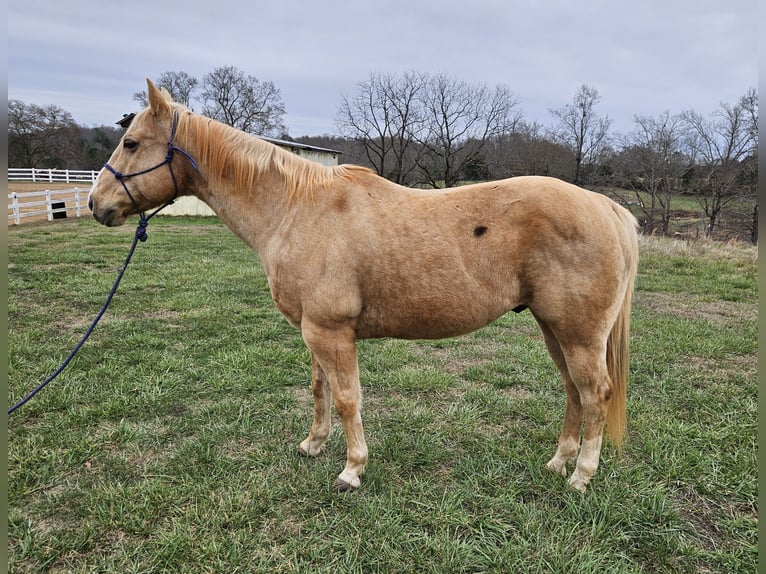 American Quarter Horse Wallach 16 Jahre 157 cm Palomino in Pickens SC