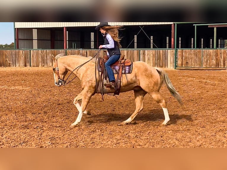 American Quarter Horse Wallach 16 Jahre 157 cm Palomino in Weatherford TX