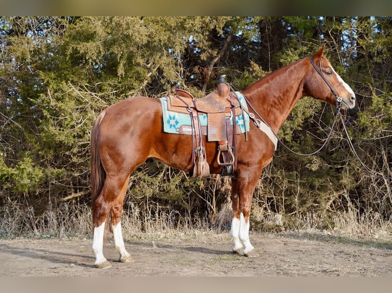 American Quarter Horse Wallach 16 Jahre 157 cm Rotfuchs in Valley Springs