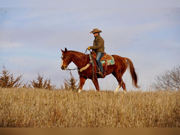 American Quarter Horse Wallach 16 Jahre 157 cm Rotfuchs in Valley Springs
