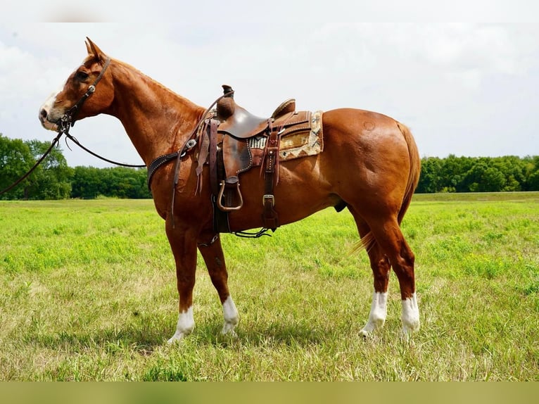 American Quarter Horse Wallach 16 Jahre 157 cm Rotfuchs in Valley Springs, SD