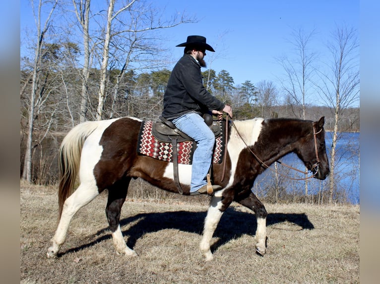 American Quarter Horse Wallach 16 Jahre 157 cm Tobiano-alle-Farben in Borden IN