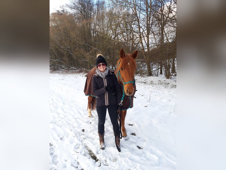 American Quarter Horse Wallach 16 Jahre 158 cm Fuchs in Donauw&#xF6;rth
