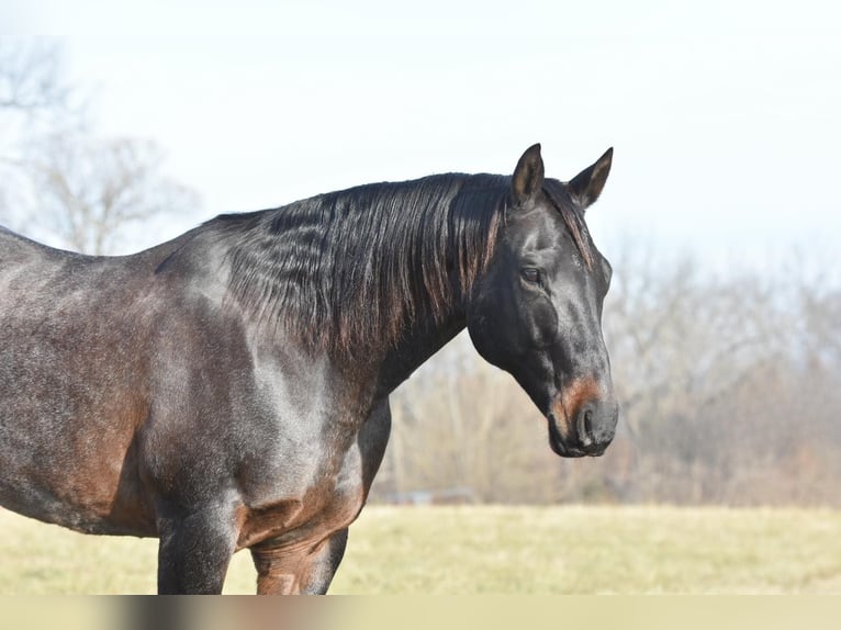 American Quarter Horse Wallach 16 Jahre 160 cm Roan-Blue in Sweet Springs, MO