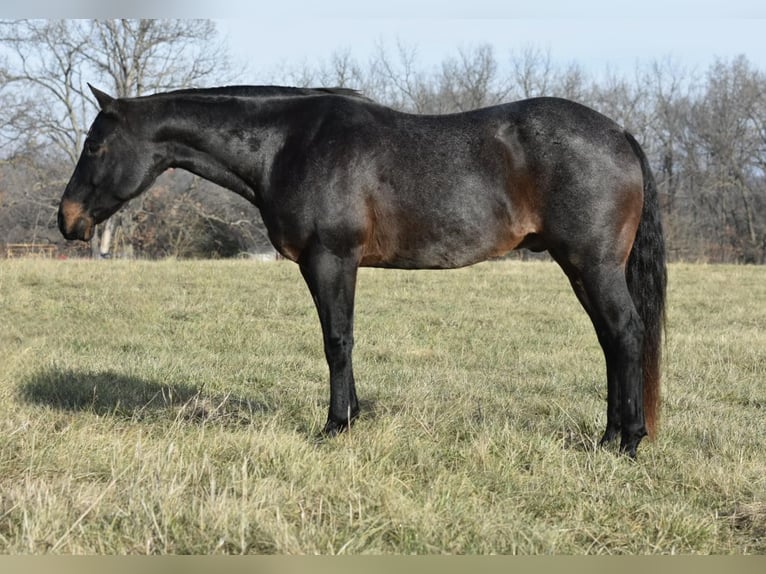American Quarter Horse Wallach 16 Jahre 160 cm Roan-Blue in Sweet Springs, MO