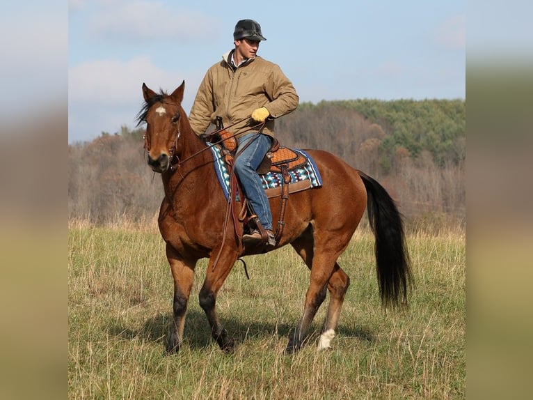American Quarter Horse Wallach 16 Jahre 160 cm Rotbrauner in Mount Vernon KY