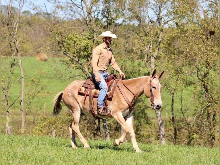 American Quarter Horse Wallach 16 Jahre 160 cm Rotfuchs in Brooksville KY