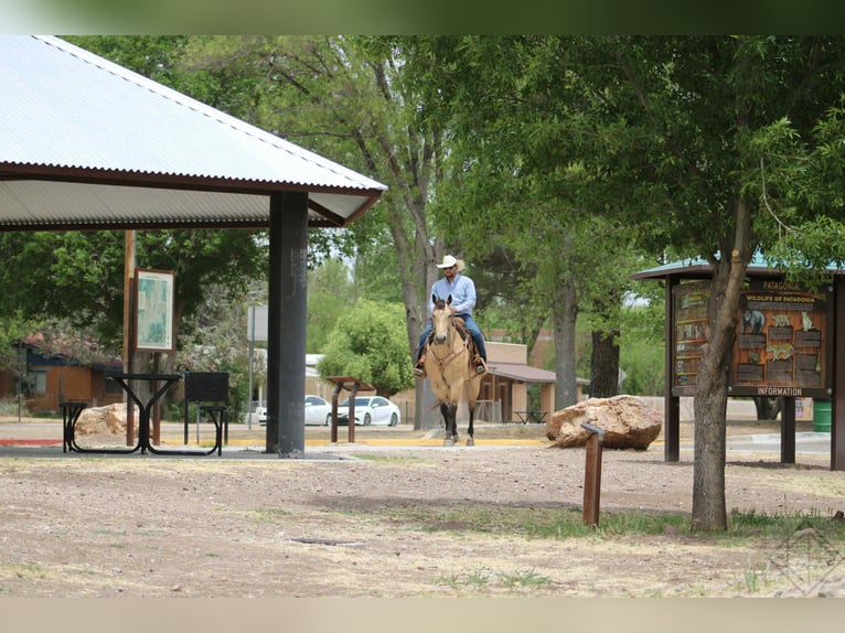 American Quarter Horse Wallach 16 Jahre 163 cm Buckskin in Nogales AZ